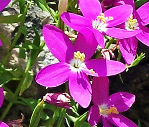 Mountain Pink Zeltnera beyrichii indiv flowers Linda C Southwest Austin 06162005 1249pm