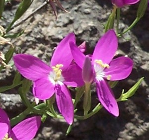 Mountain Pink Zeltnera beyrichii indiv flowers 03 Linda C Southwest Austin 06162005 1249pm