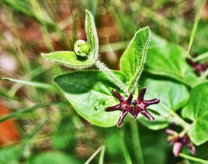 Purple Milkweed Vine Matelea biflora Fern Bluff Park RR TX