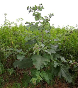 Greater Burdock Thistle (Arctium lappa). Courtesy Christian Fischer, photographed in North-eastern Lower Saxony, Germany, on 30 July 2008