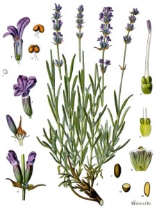 English Lavender (Lavandula angustifolia). Source: Franz Eugen Köhler, Köhler’s Medizinal-Pflanzen