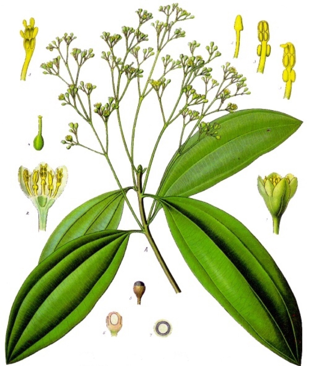 Cinnamomum – Wikipédia, a enciclopédia livre