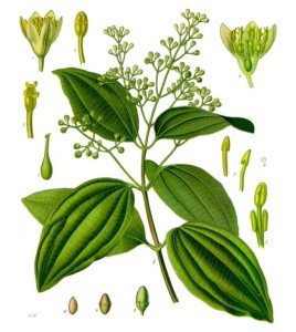 Cinnamon (Cinnamomum verum). Source: Franz Eugen Köhler, Köhler’s Medizinal-Pflanzen