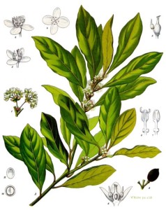 Bay (Laurus nobilis). Source: Franz Eugen Köhler, Köhler’s Medizinal-Pflanzen