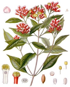 Clove (Syzygium aromaticatum). Source: Franz Eugen Köhler, Köhler’s Medizinal-Pflanzen